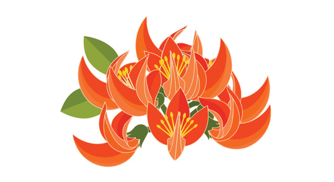 Vibrant Orange Flame of the Forest Flowers Illustration with Green Leaves Isolated on White