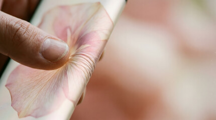 Naklejka premium Delicate pink flower petal held by finger soft focus macro background