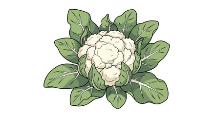 Obraz premium Fresh Organic Cauliflower with Green Leaves Illustration Isolated on White