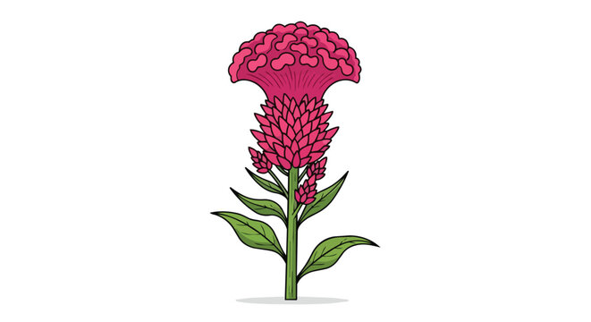 Vibrant Pink Cockscomb Flower Celosia Cristata Illustration with Green Leaves on White Background
