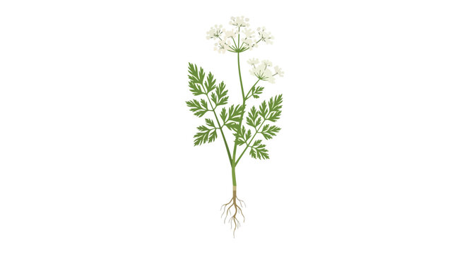 Botanical Illustration of Cow Parsley Plant with White Flowers Green Leaves and Roots Isolated on White Background