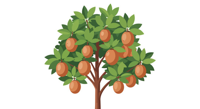 Sapodilla Tree Illustration with Ripe Brown Fruits and Lush Green Leaves Isolated on White