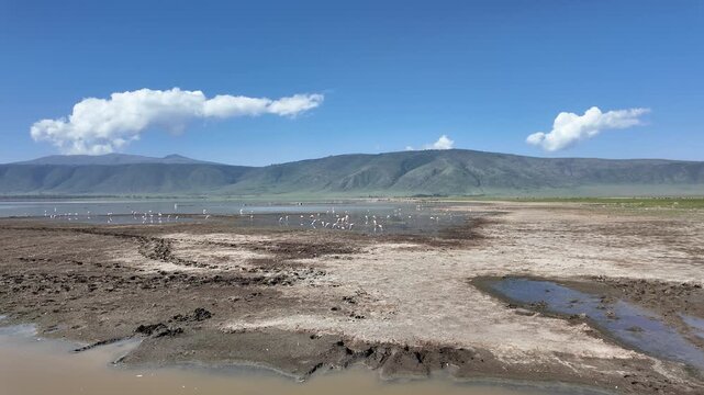 A wide view of the large lake inside the Ngorongoro Crater in Tanzania, filled with hundreds of flamingos standing and feeding in the shallow water.