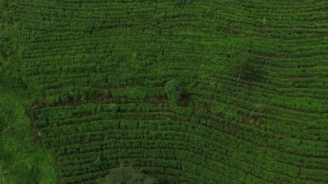Aerial drone view of lush green tea plantation on mountain hills during a cloudy and foggy morning