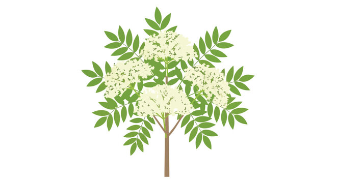 Elderberry Bush Illustration with White Blossoming Flowers and Green Compound Leaves Isolated on White Background