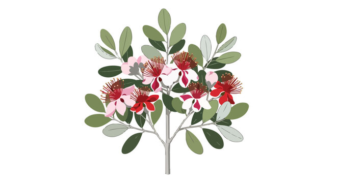 Botanical Illustration of Feijoa Sellowiana Pineapple Guava Branch with Red Flowers and Green Leaves