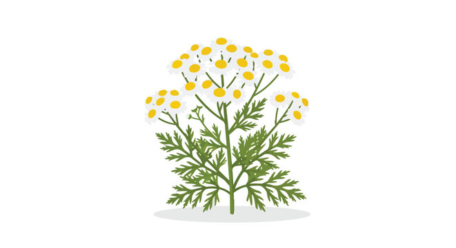 Medicinal Feverfew Plant Illustration with White Daisy Flowers and Green Foliage on White Background