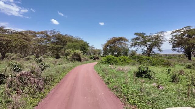 A moving jeep drives through the lush, forested section of the Ngorongoro Crater in Tanzania, passing dense greenery, tall trees, and iconic umbrella acacias.
