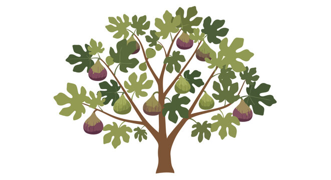 Mediterranean fig tree illustration featuring ripe purple fruits and broad green foliage