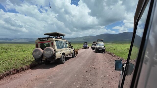 Three fully grown male lions walk calmly past several safari jeeps on a dirt road inside the Ngorongoro Crater in Tanzania.
