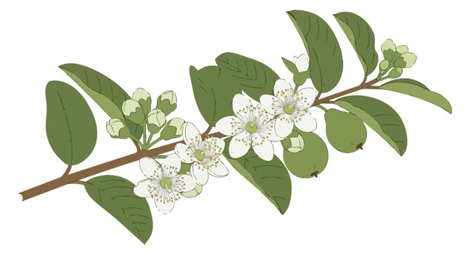 Botanical illustration of a guava branch featuring white blossoms, green foliage, and small unripe fruits on a plain white background