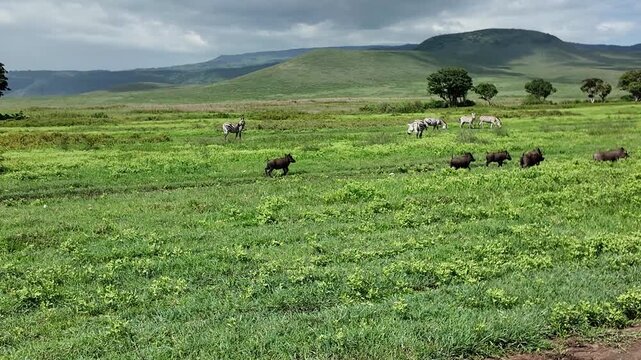 five running warthogs with zebras in the background in the ngorongoro crater &ndash; tanzania