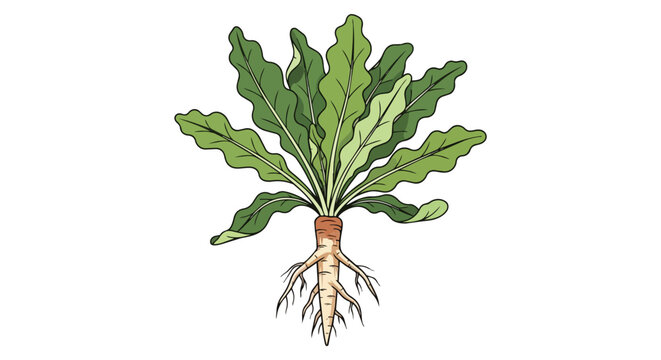 Fresh sugar beet plant with green leaves and taproot system botanical illustration isolated on white