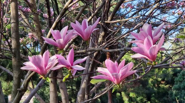 Blooming magnolia Soulangeana close-up. Pink flowers in a sunny spring garden. Branches of an ornamental magnolia tree densely covered with large pink flowers