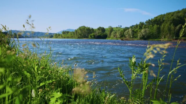 River flows gently under sunny sky. Tall grasses sway near water's edge. Trees line opposite bank, green and lush. Peaceful scene perfect for nature or travel videos