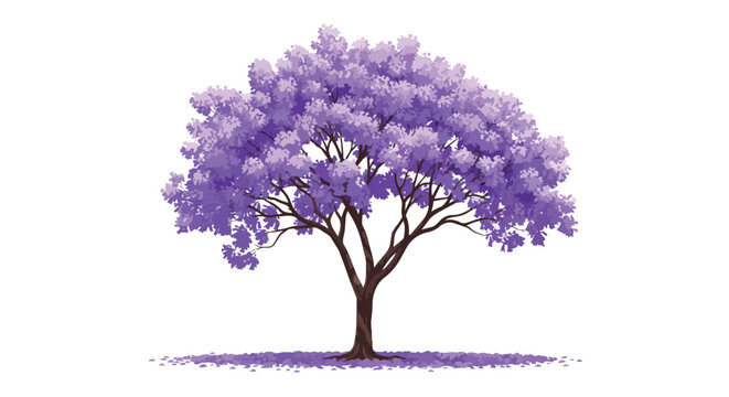 Beautiful Blooming Jacaranda Tree with Purple Flowers Illustration Isolated on White Background