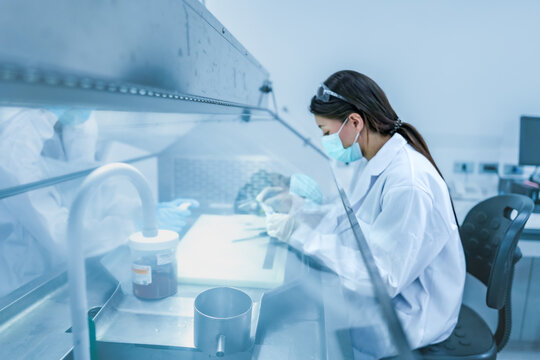 Scientist working inside laminar flow biosafety cabinet. female using tweezers to process biological sample securely onsite. Scientist preparing histology sample for cancer diagnosis in sterile lab.