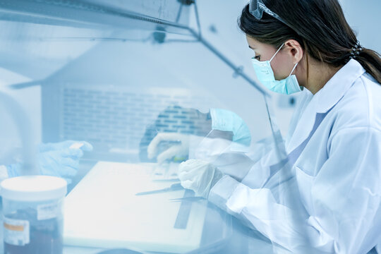 Scientist working inside laminar flow biosafety cabinet. female using tweezers to process biological sample securely onsite. Scientist preparing histology sample for cancer diagnosis in sterile lab.
