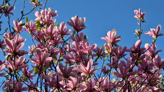 Blooming magnolia Soulangeana close-up. Pink flowers in a sunny spring garden. Branches of an ornamental magnolia tree densely covered with large pink flowers