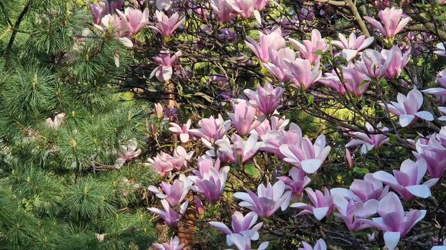 Blooming magnolia Soulangeana close-up. Pink flowers in a sunny spring garden. Branches of an ornamental magnolia tree densely covered with large pink flowers