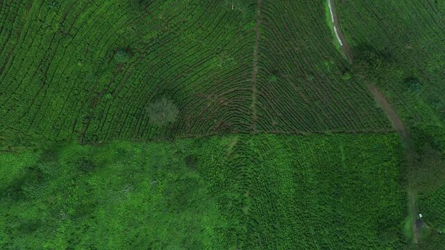 Aerial drone view of lush green tea plantation on mountain hills during a cloudy and foggy morning