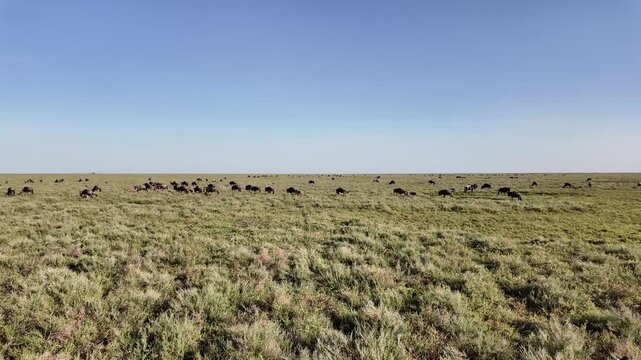 slow drive through green grass toward a massive wildebeest herd in the serengeti &ndash; tanzania