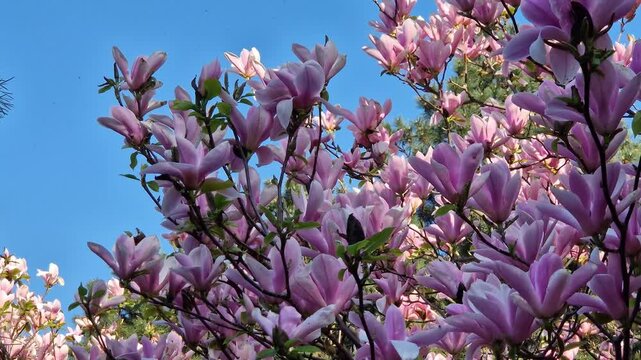 Blooming magnolia Soulangeana close-up. Pink flowers in a sunny spring garden. Branches of an ornamental magnolia tree densely covered with large pink flowers