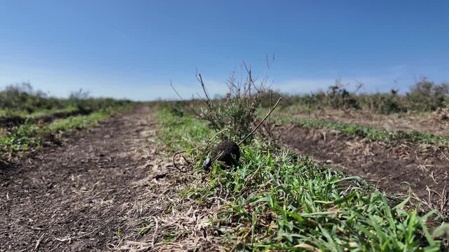 Two dung beetles work together to roll a large ball of dung across the dry savanna of the Serengeti in Tanzania. The close‑up wildlife footage highlights their strength, cooperation, and natural behav