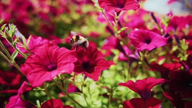 Bee flutters among vibrant pink petunias. Flowers bloom densely, petals rich with color. The bee moves smoothly, focused on pollination. Scene radiates calm, natural beauty. Perfect for gardening
