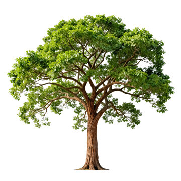 This is a photorealistic broadleaf tree with dense green foliage, placed over an urban street background with sidewalk and buildings.