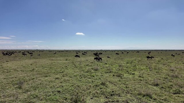 slow drive through green grass toward a massive wildebeest herd in the serengeti &ndash; tanzania
