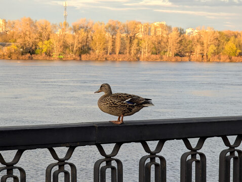 Duck on the stone parapet of a river bank. Observation and contemplation of the far-sighted horizon of nature.