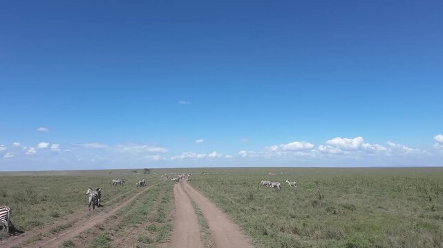 hyperlapse jeep drive through a zebra herd in the serengeti &ndash; tanzania