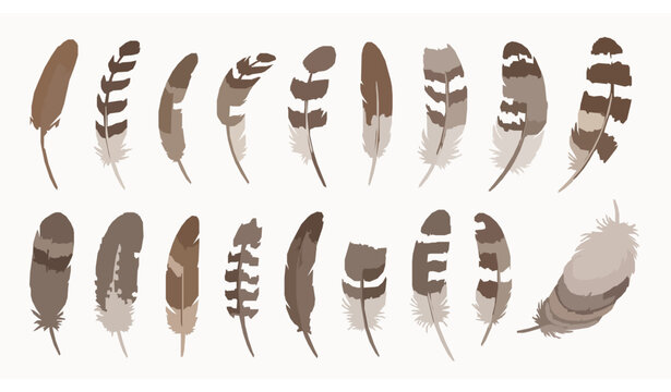 set of feathers isolated