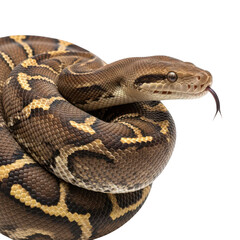 Fototapeta premium Large brown python snake coiling with its tongue out in the wild isolated on transparent background