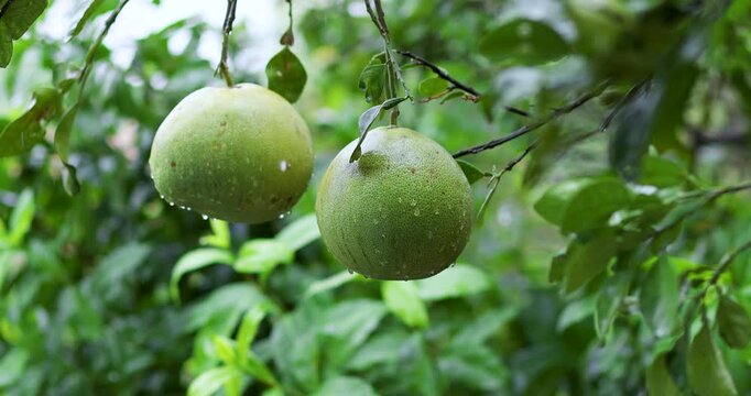Fresh pomelo fruits hanging on tree in the rain, water droplets on green skin and leaves, lush natural atmosphere, ideal for agriculture, organic, and rainy season themes