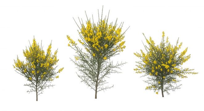Three isolated gorse bushes with bright yellow flowers and thorny green branches, set against a solid black background