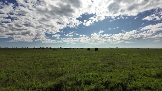 elephant herd walking through tall grass in the serengeti &ndash; tanzania