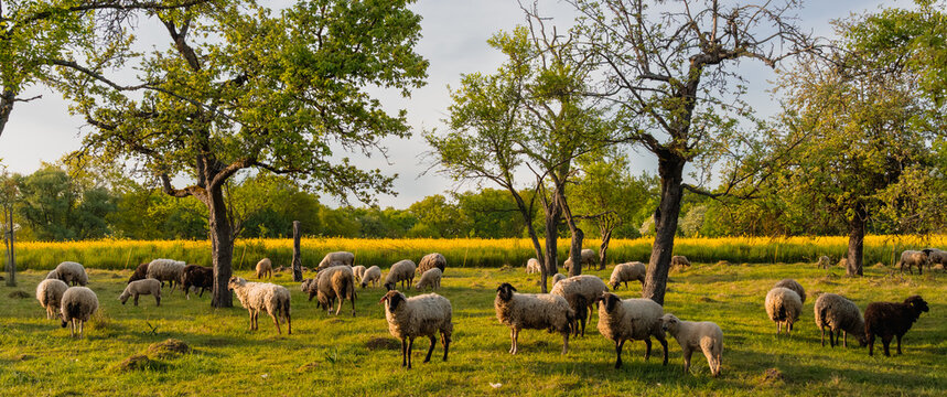 Herd of sheep grazing in a green meadow near trees on a sunny day
