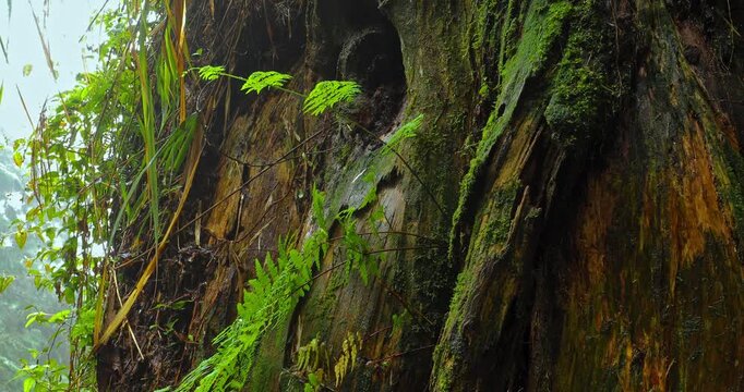 Close-up of towering sacred trees and moss-covered roots in a misty forest.