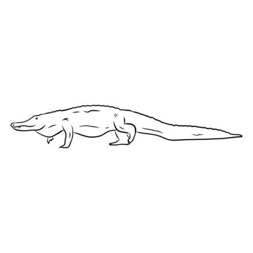 Alligator crocodile tail sketch