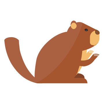 Ground hog marmot muzzle fur sitting flat