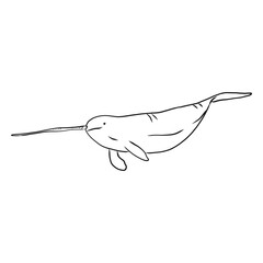 Narwhal flipper tusk tail sketch © Vexels