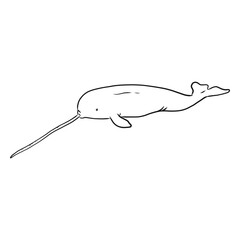 Narwhal tusk tail flipper sketch © Vexels