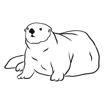 Sea otter muzzle tail fat sketch