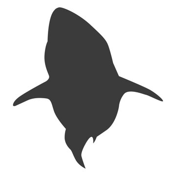Fin shark tail silhouette