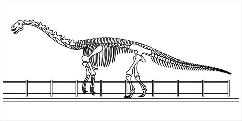 Black and white line drawing of a large sauropod dinosaur skeleton standing in a museum exhibit Vector, illustration © DCB Line Stocker