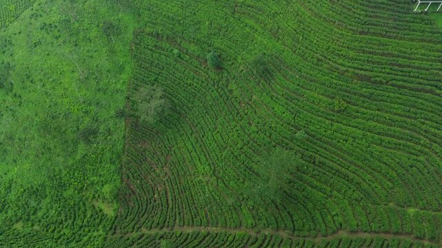 Aerial drone view of lush green tea plantation on mountain hills during a cloudy and foggy morning