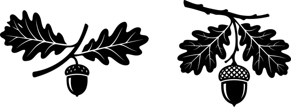Oak branches with acorns, symbol of strength and longevity
