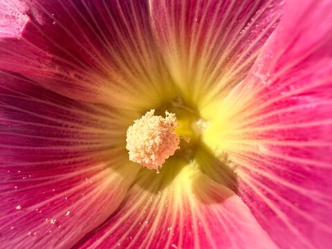 close up of pink hollyhock flower